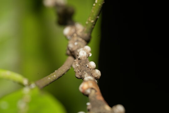 Soft Wax Scale (family Coccidae) is a type of scale insect known for its protective waxy covering. These insects are common pests of a wide range of plants
