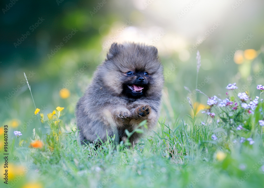 Canvas Prints puppy pomeranian in nature