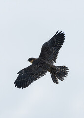 Eurasian hobby in flight. Very bold and courageous bird of the Falcon family.