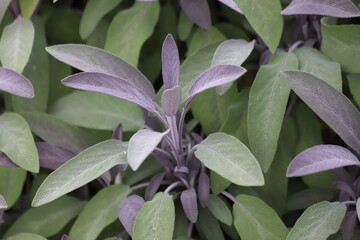 Salvia officinalis, sage plant in the garden. Close up.