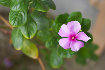 Close-up view of purple madagascar periwinkle, The scientific name is Catharanthus roseus, purple periwinkle flower closeup, Cape Periwinkle, Graveyard plant, Madagascar Periwinkle, Old Maid, closeup 