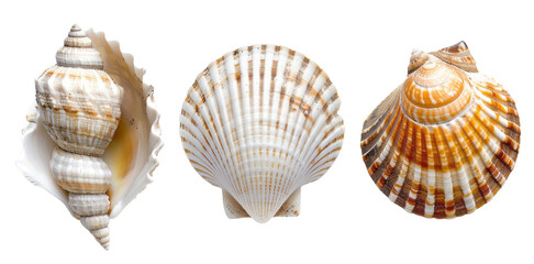 Three different types of sea shells are isolated on a empty background with a clipping path.