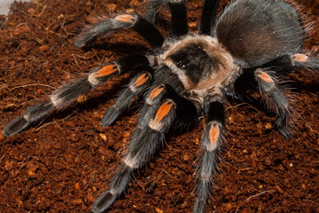 Mexican flame knee tarantula (Brachypelma auratum) in terrarium, Close-up Tarantula Spider is Exotic Pet.