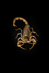 Scorpion isolated on black background.
