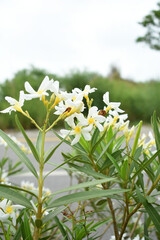 Nerium oleander in bloom, White siplicity bunch of flowers and green leaves on branches, Nerium...