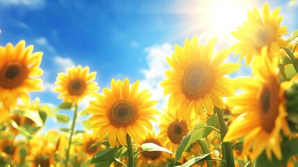 Fototapeta premium A vibrant sunflower field in full bloom under a bright blue sky with sunlight streaming down