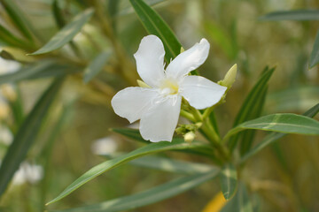 Nerium oleander in bloom, White siplicity bunch of flowers and green leaves on branches, Nerium Oleander shrub white flowers, ornamental shrub branches in daylight, bunch of flowers closeup