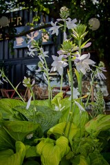 Flowering Hosta plants in a city park