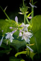 Flowering Hosta plants in a city park