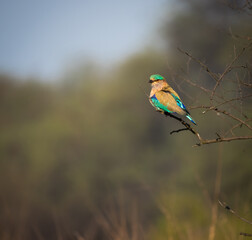 Indian Roller on Perch