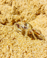 crab in the sand ocean in vietnam