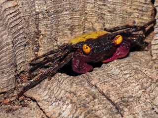 crab aqurium flower eyes yellow vampire black red