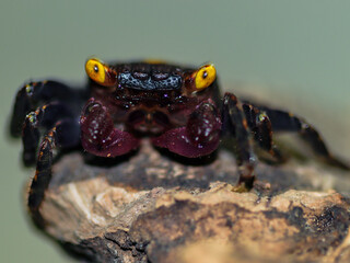 crab aqurium flower eyes yellow vampire black red