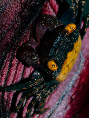 crab aqurium flower eyes yellow vampire black red