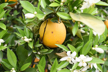 ripe oranges on tree, close-up of a beautiful orange tree with orange, fruit hanging on a tree, Close-up of ripe oranges hanging on a tree in an orange plantation garden, Chakwal, Punjab, Pakistan