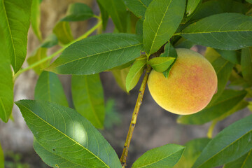 Fresh young unripe Peach fruits on a tree branch with leaves closeup, A bunch of unripe Peaches on...