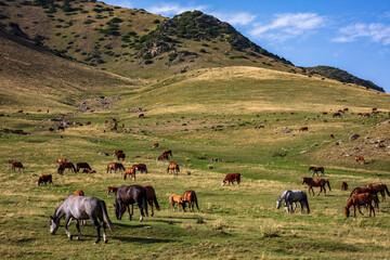 herd of horses in the field
