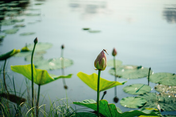 Lotus flowers growing in the lake. Close-up