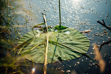 Lotus leaves close-up. Lotuses with water drops
