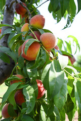 Fresh young unripe Peach fruits on a tree branch with leaves closeup, A bunch of unripe Peaches on a branch, beautiful delicious fruit peaches on the tree, peach fruits grow on a peach tree branch