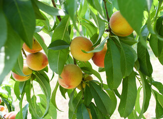 Fresh young unripe Peach fruits on a tree branch with leaves closeup, A bunch of unripe Peaches on a branch, beautiful delicious fruit peaches on the tree, peach fruits grow on a peach tree branch
