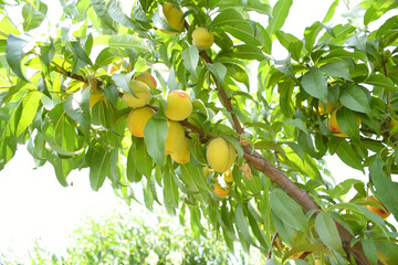 Fresh young unripe Peach fruits on a tree branch with leaves closeup, A bunch of unripe Peaches on...