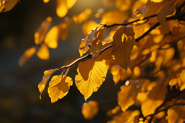 Fototapeta premium Autumn leaves, yellow and orange