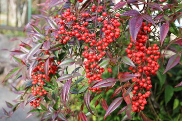 日本の秋　赤い南天の実