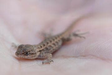 Coast Range Fence Lizard Hatchling Resting on Human's Hand. Mountain View, Santa Clara County, California.