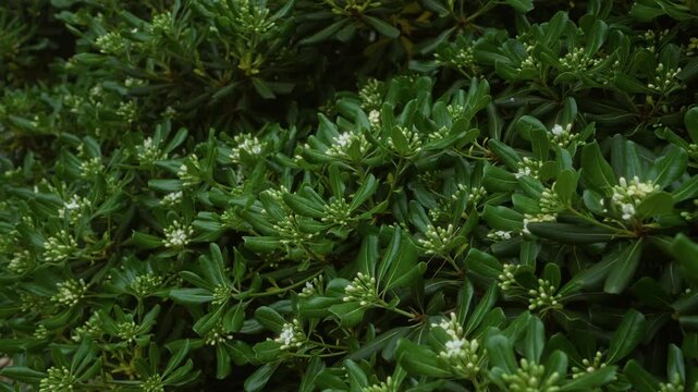 Close-up of pistacia lentiscus, commonly known as mastic tree, featuring lush green leaves and budding flowers in an outdoor setting in puglia, italy.