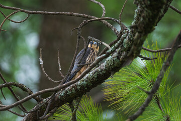 Eurasian Hobby juvenile perching looks camouflaged.