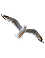 seagull in flight isolated on transparent background