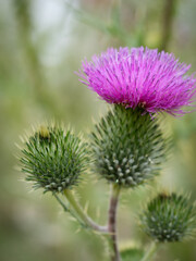 Milk thistle (Silybum marianum) in a summer field.