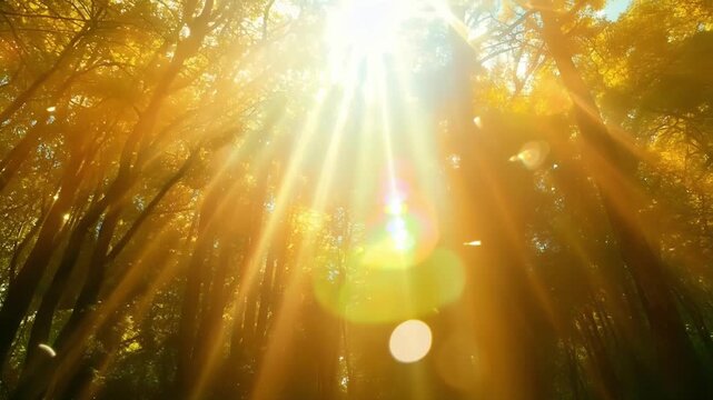 An enchanting scene of woodland bliss featuring the suns glow bouncing off the treetops and filling the frame with enchanting lens flares. Light leaks bokeh