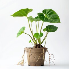 Green plant with exposed roots in a brown pot.
