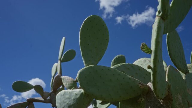 A vivid image of a prickly pear cactus found outdoors in southern italy's puglia region under a clear blue sky, highlighting its distinctive flat pads and green coloration.