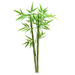 Fototapeta premium Green Bamboo Plant Isolated on White Background.