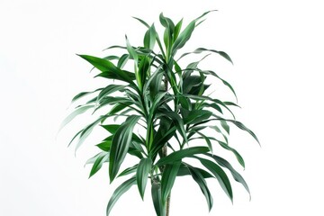 Obraz premium Green Plant with Long Leaves.