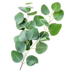 Green eucalyptus leaves on a white background.