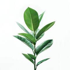 Fototapeta premium Green Plant Branch with White Background.