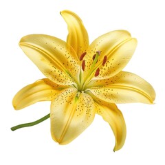 Obraz premium Single yellow lily flower isolated on white background.