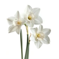 Three white daffodils isolated on white background.