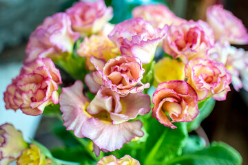fresh delicate pink primrose in a pot