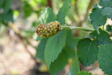 Natural food - fresh unripe blackberries in a garden. Bunch of unripe blackberry fruit, Rubus...