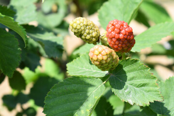 Natural food - fresh unripe blackberries in a garden. Bunch of unripe blackberry fruit, Rubus...