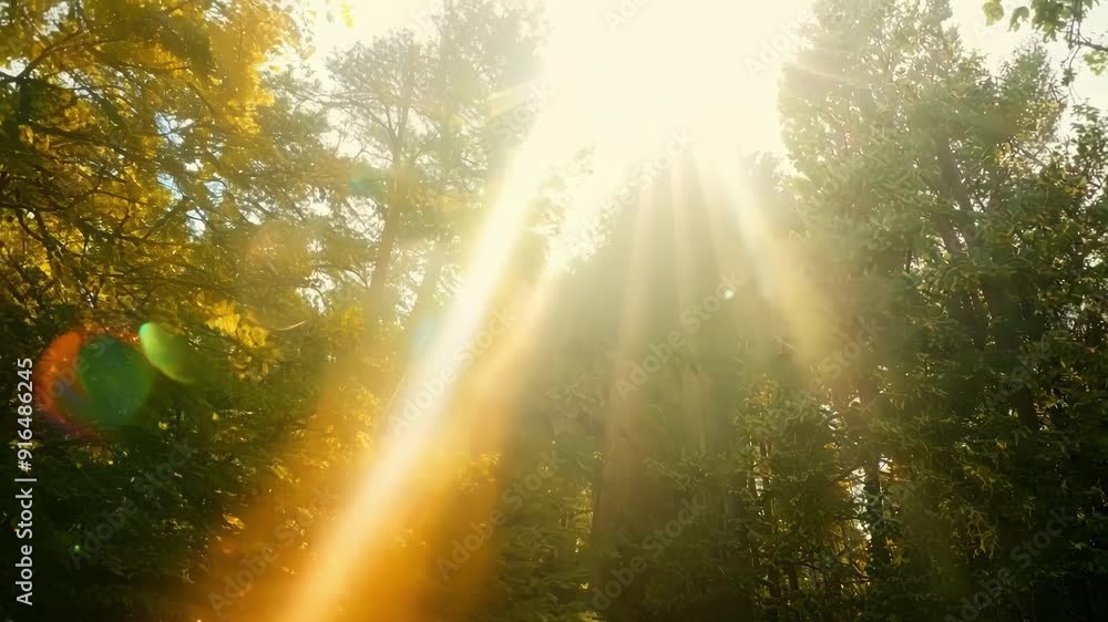Poster a tranquil and serene scene with the suns rays filtering through the treetops and creating a delicat