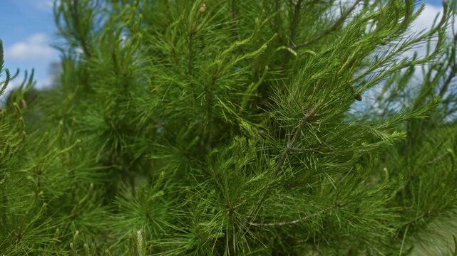 Lush aleppo pine tree pinus halepensis foliage seen outdoors in puglia, italy with clear blue skies and vibrant green needles showing detailed texture.