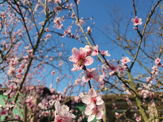 bee on peach flower