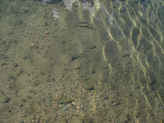 fishes on river bed