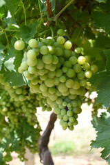 Close up of grapes hanging on Vine, Hanging grapes. Grape farming. Grapes farm. Tasty green grape bunches hanging on branch. Grapes With Selective Focus on the subject, Chakwal, Punjab, Pakistan
